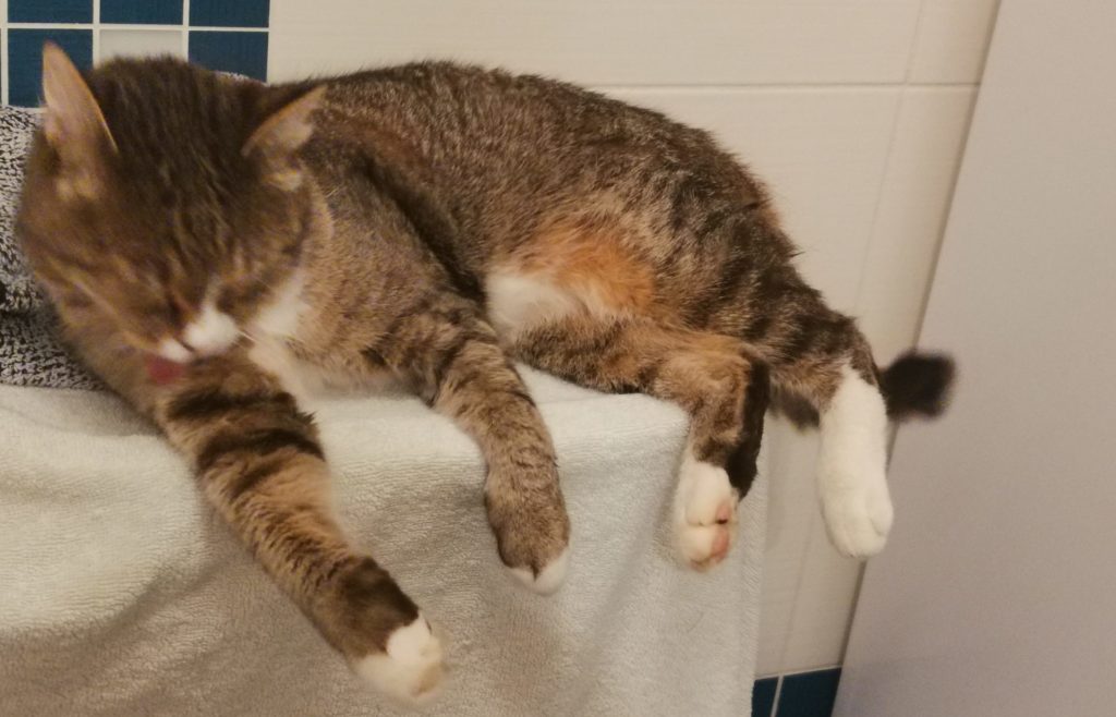 Kočka se myje v koupelně