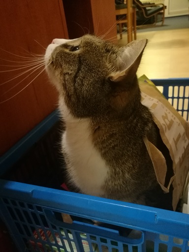 Kočka v tašce a bedýnce