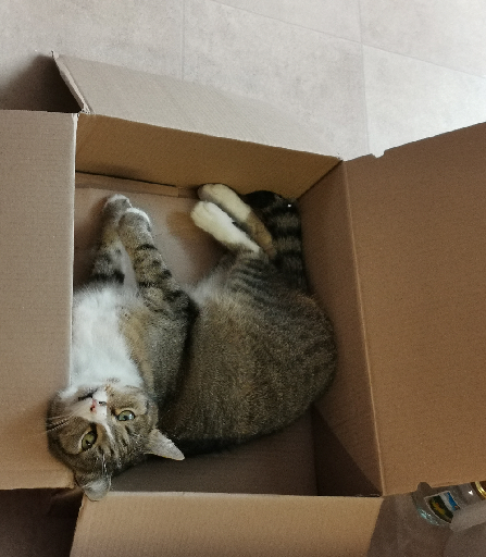 Kočka v krabici 1