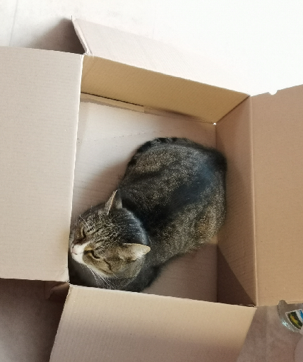 Kočka v krabici 2