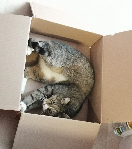 Kočka v krabici 3