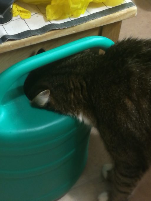 Kočka pije z konve