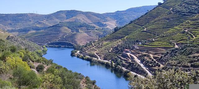 Portské vinice v údolí řeky Douro