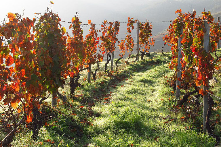 Portské víno a vinice v Portugalsku