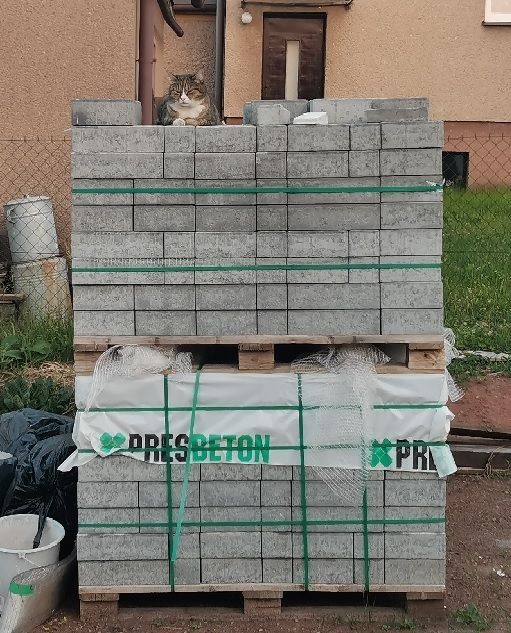 Kočka počítá dlažbu